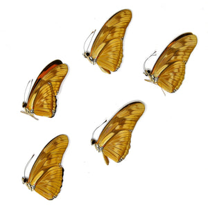5 x Dryas julia | Julia Butterflies | A1 Unmounted Specimens