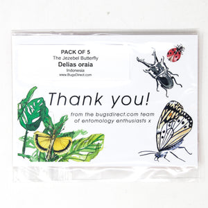 5 x Delias oraia | Jezebel Butterflies | A1 Unmounted Specimens