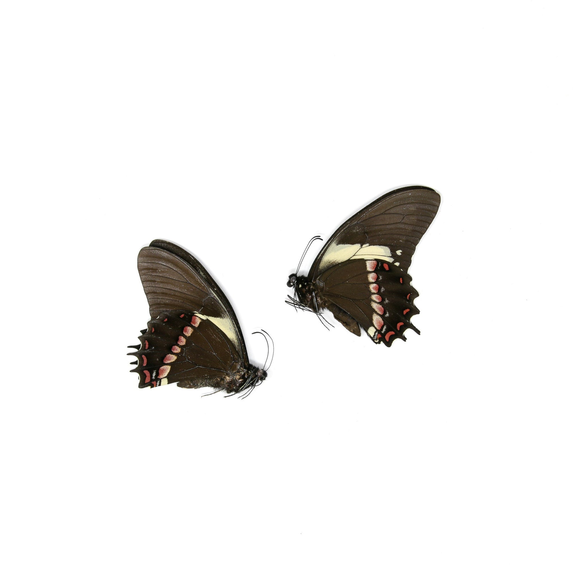 2 x Papilio aristeus bitias | Dry-Preserved Unmounted Butterfly Specimens A1