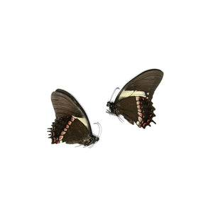 2 x Papilio aristeus bitias | Dry-Preserved Unmounted Butterfly Specimens A1