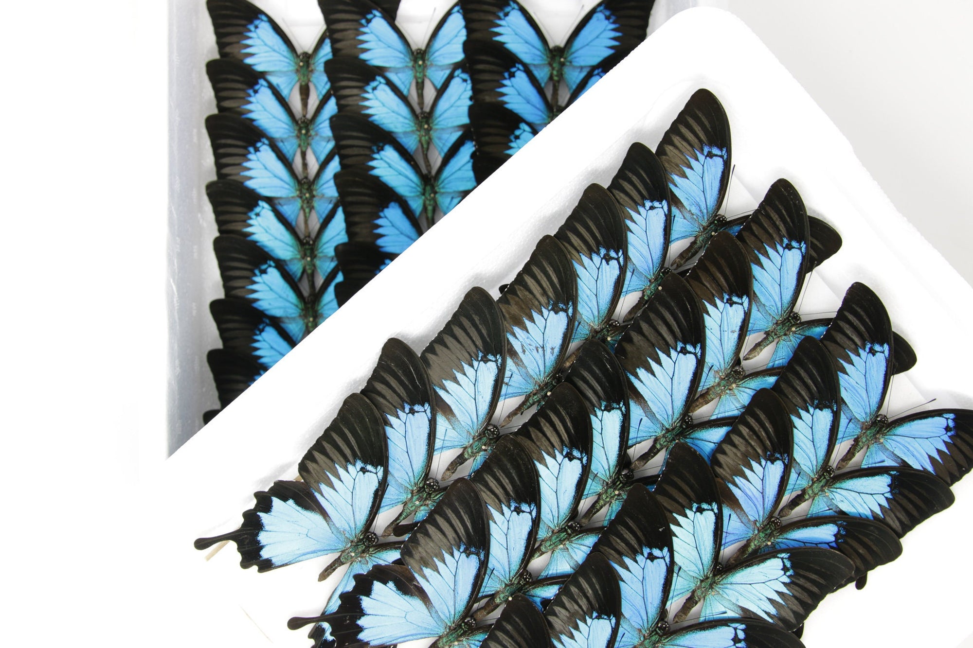 5 WINGS OPEN Blue Ulysses Swallowtail (Papilio ulysses) A1 Butterfly Spread Specimen Pinned in Box