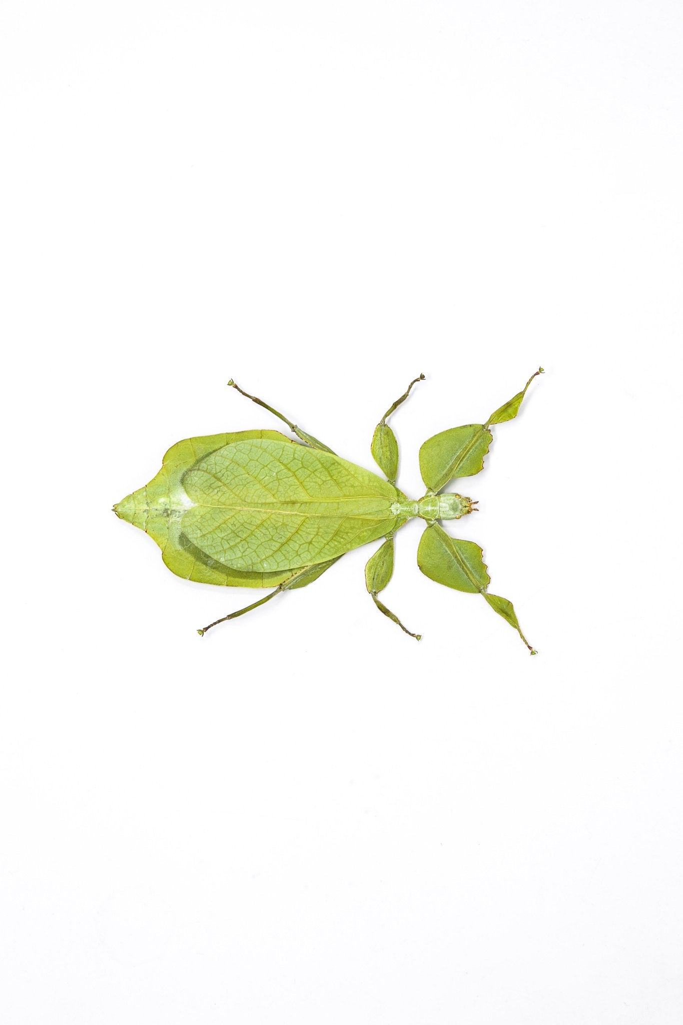 Two (2) Giant Leaf Insects, Phyllium celebicum, Unmounted Spread Specimens