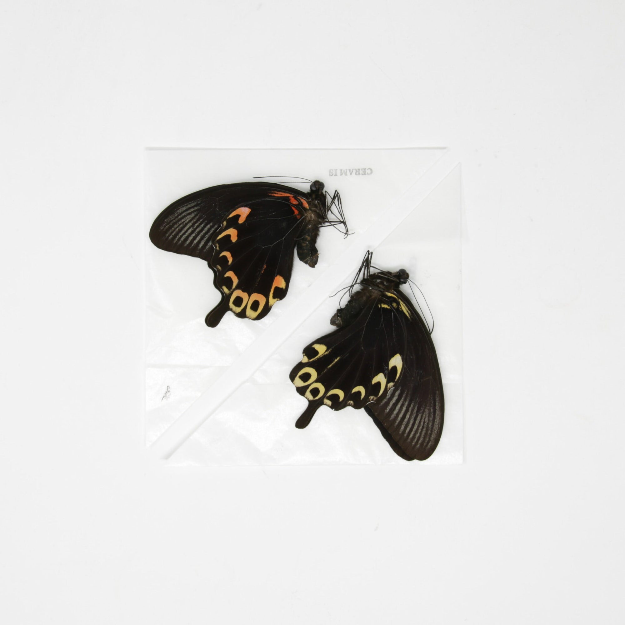 2 x The Scarlet Mormon | Papilio deiphobus A1- | Unmounted Papered Butterfly Entomology Specimens