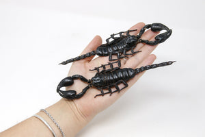 2 x EXTRA LARGE 7" Scorpions, Heterometrus spinifer, approx. 175-185mm long, A1 Entomology Arachnid Specimens Dried Taxidermy