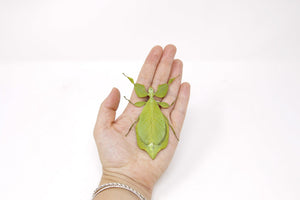 Two (2) Giant Leaf Insects, Phyllium celebicum, Unmounted Spread Specimens