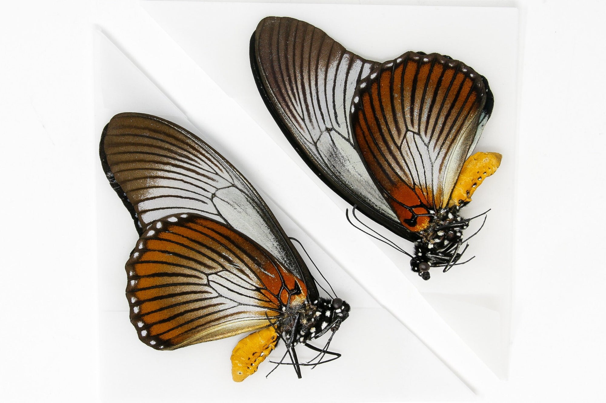 2 x The Giant Blue Swallowtail, Papilio zalmoxis A1/A1-, Unmounted Papered Butterflies Real Entomology Specimens