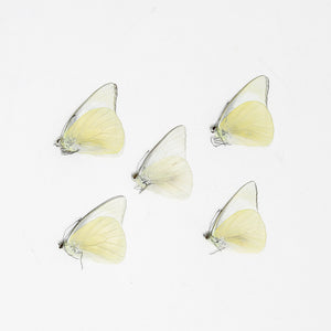 FIVE (5) Appias albina, A1 The White Albatross Butterfly, Dry-Preserved Specimens, Entomology Taxidermy Lepidoptera Butterflies