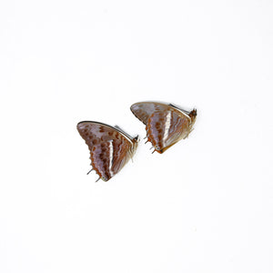 TWO (2) The Western-Red Charaxes (Charaxes cynthia) Dry-Preserved Specimens, Entomology Taxidermy Lepidoptera Butterflies