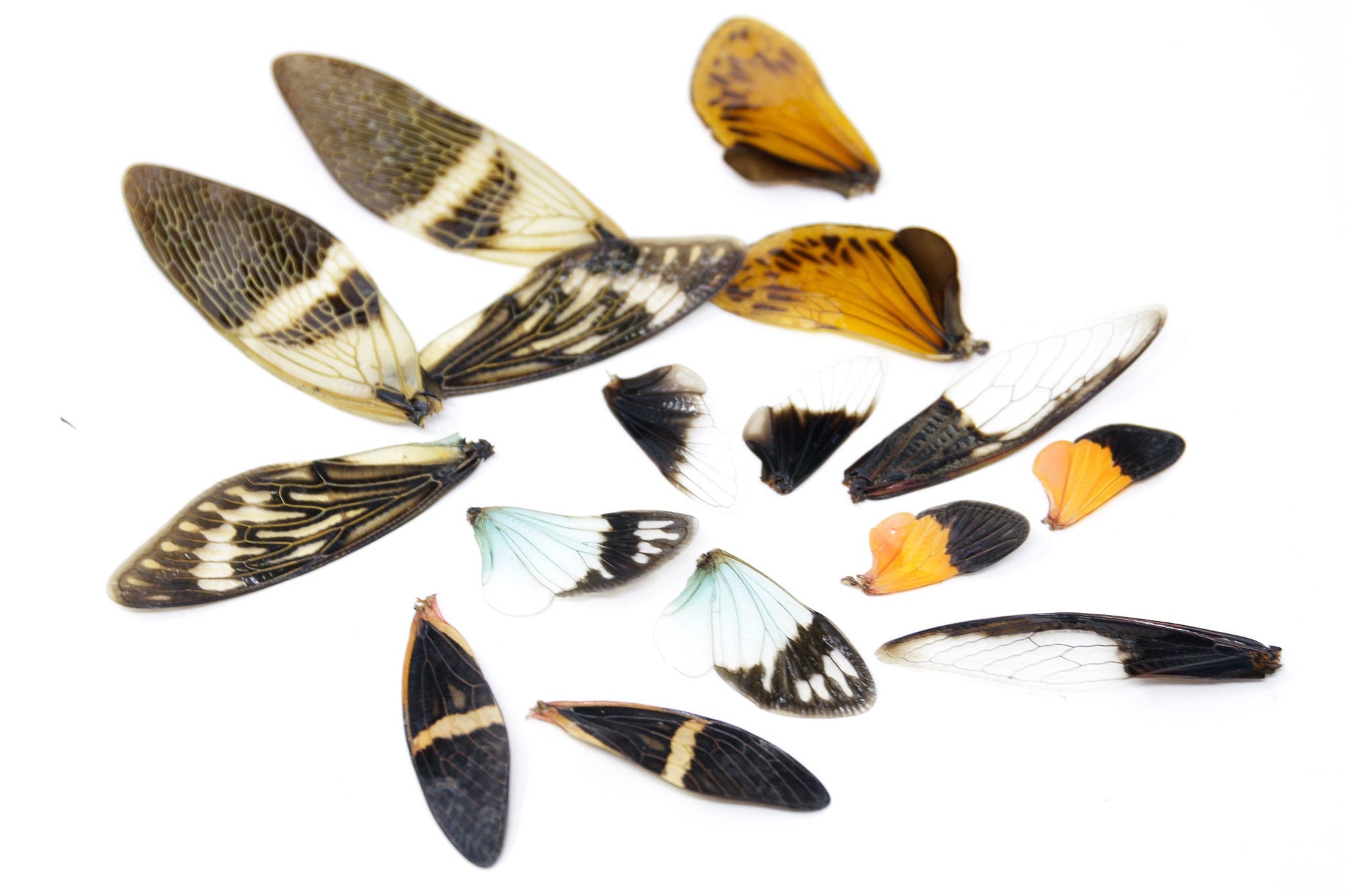 Loose Cicada Wings (16) Various Assorted, Colorful Insect Wings for Artistic Creation & Taxidermy