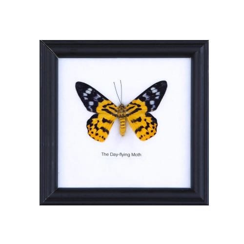 12 FRAMES (FOR RESELLERS) The Day Flying Moth (Dysphania subrepleta) | Real Butterfly Mounted Under Glass Framed 5 x 5 In. Gift Boxed