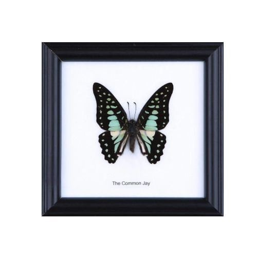 12 FRAMES (FOR RESELLERS) The Common Jay Butterfly (Graphium doson) | Real Butterfly Mounted Under Glass Framed 5 x 5 In. Gift Boxed