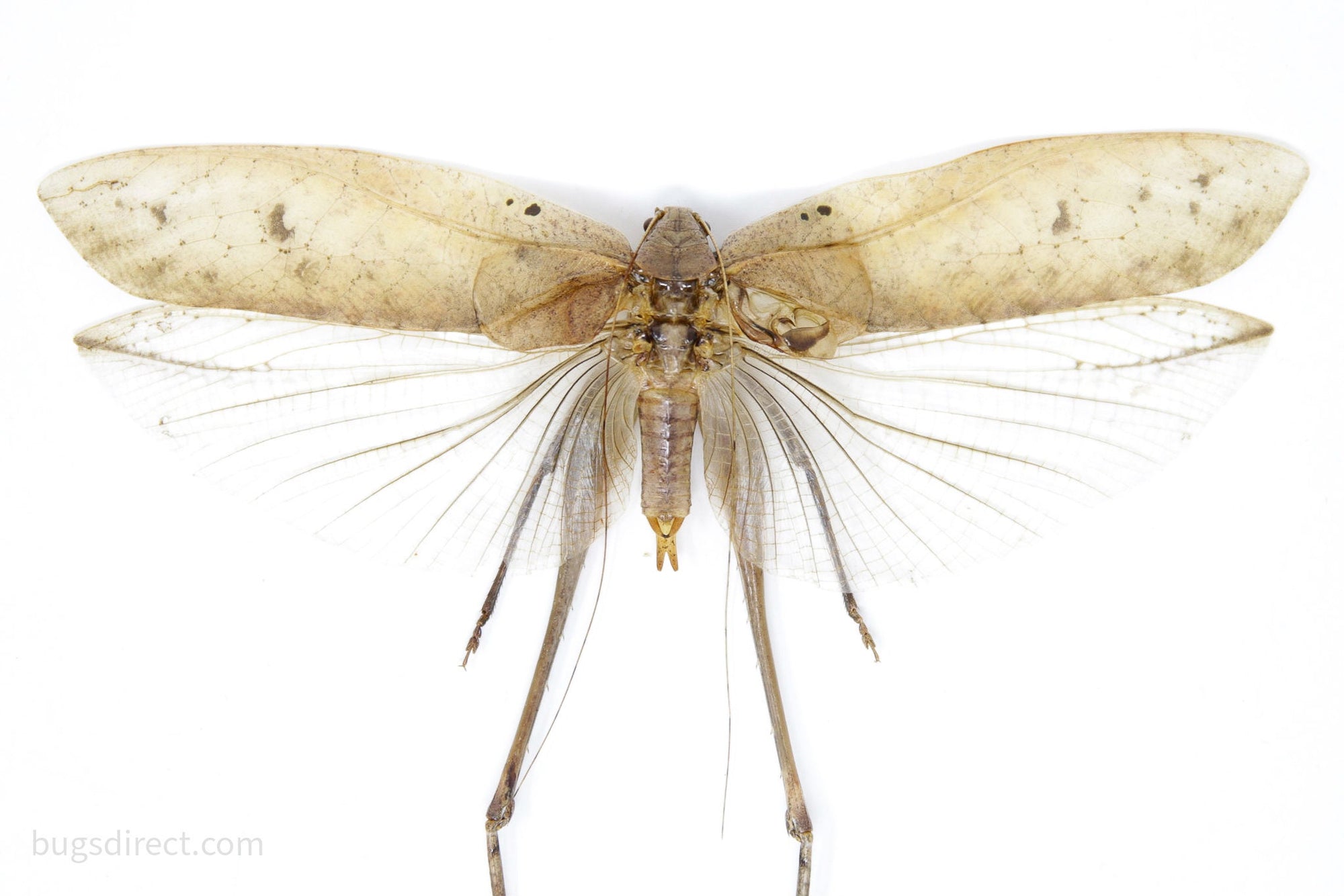 2 x Thai Bush Katydids 5inch Wingspan, A1 Quality Real Insect Entomology