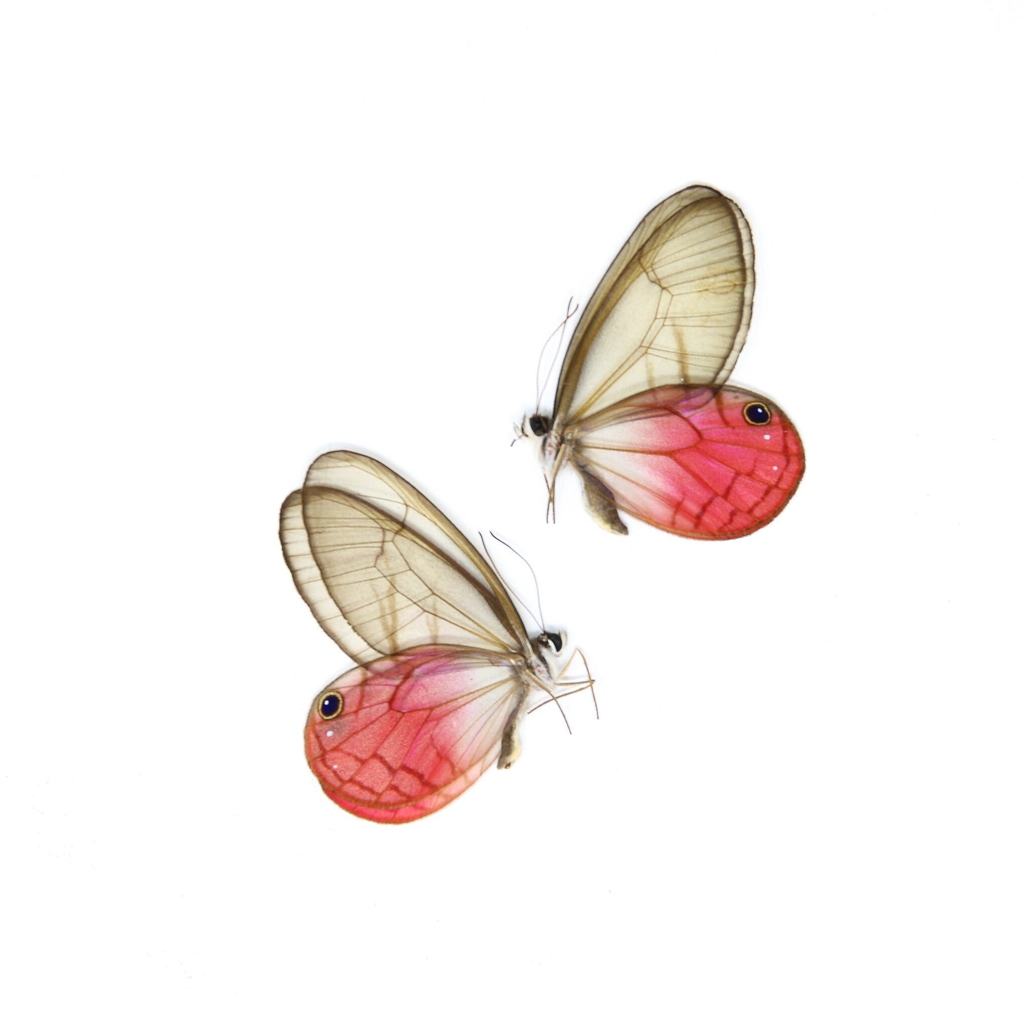 TWO (2) Pink Clearwings Butterflies, Cithaerias aurorina | A1 Dry-Preserved Unmounted Specimens