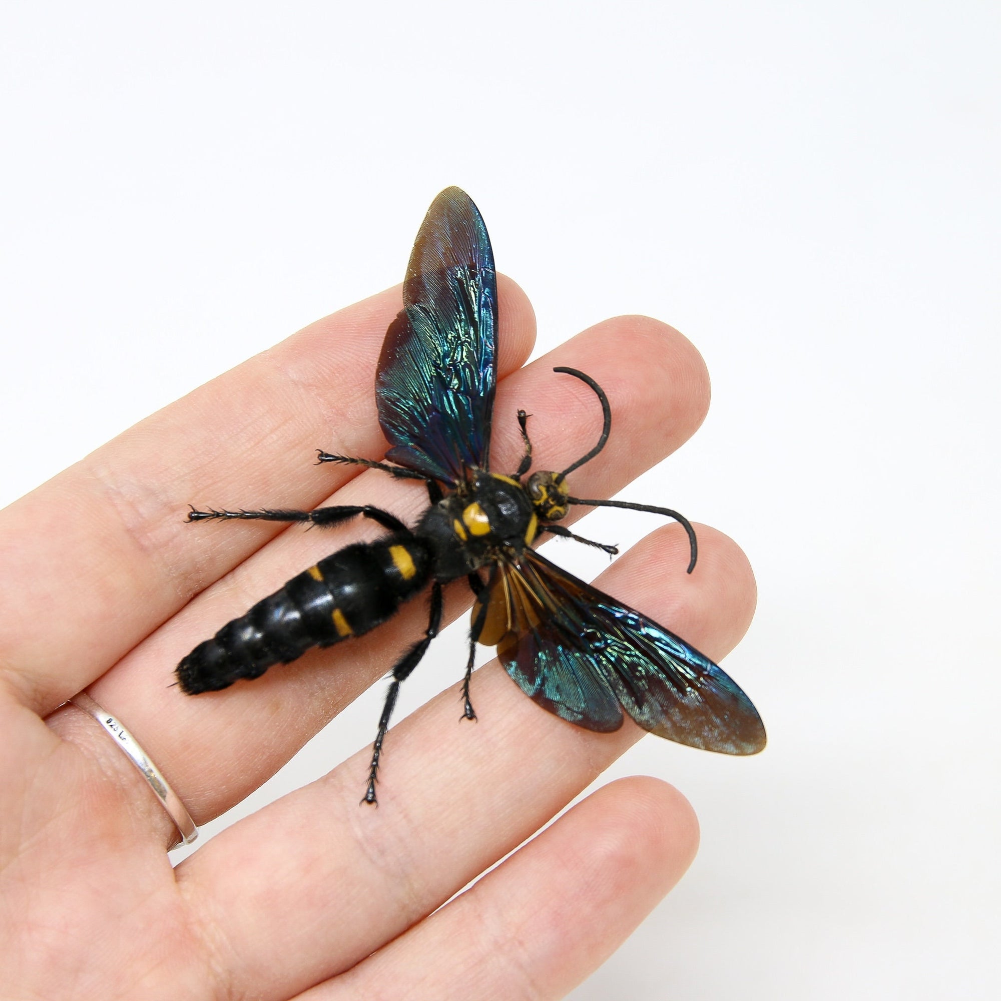 Giant Scoliid Wasp WINGS-SPREAD (Megascolia procer)  Entomology Taxidermy