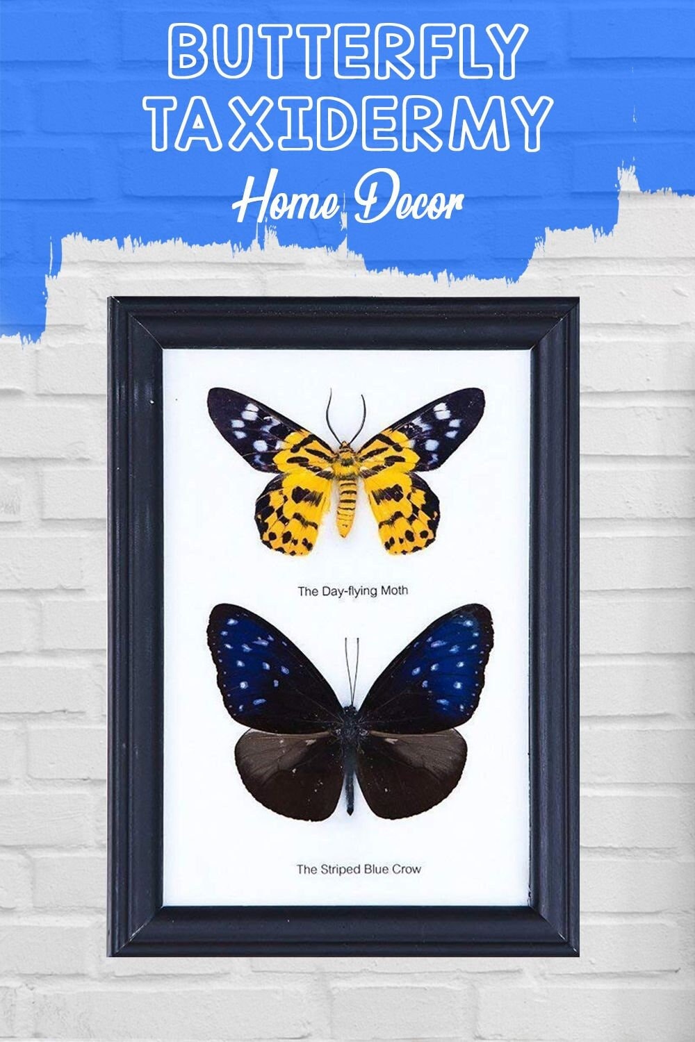 2 Butterflies Framed | Assorted Various Ethical Butterfly Specimens Mounted Under Glass in a Wall Hanging Frame 7 x 5 In. Gift Boxed
