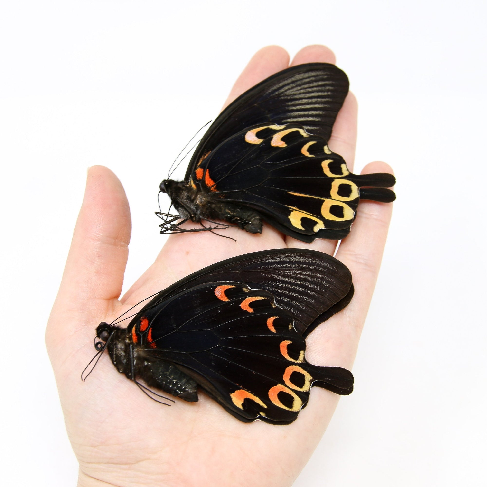 Two (2) Papilio deiphobus, A1 Real Dry-Preserved Butterflies, Unmounted Specimens