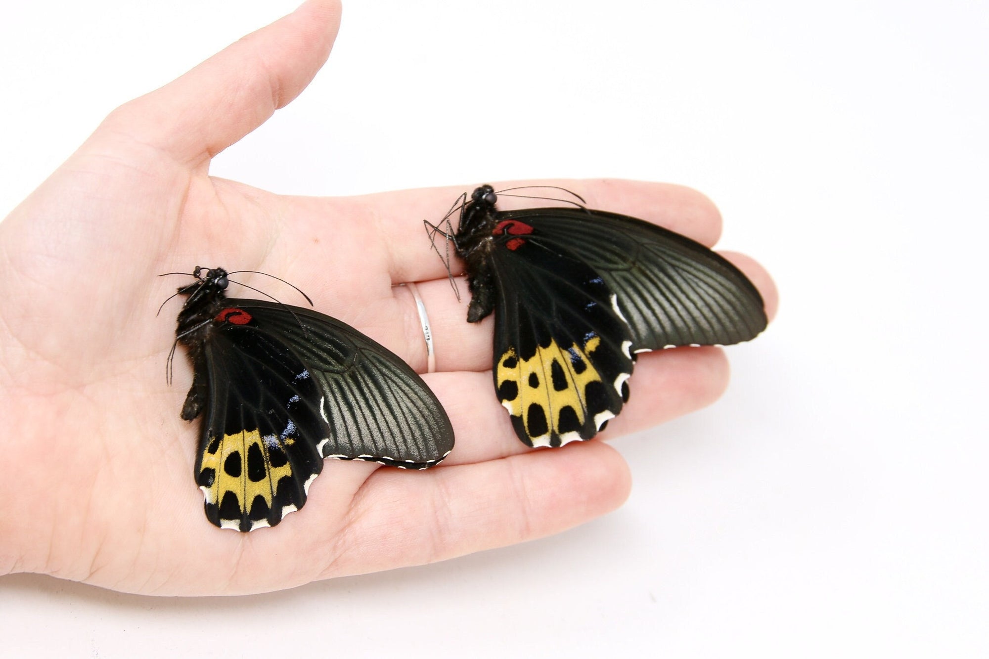 Two (2) Papilio forbesi A1 Real Dry-Preserved Butterflies, Unmounted Specimens