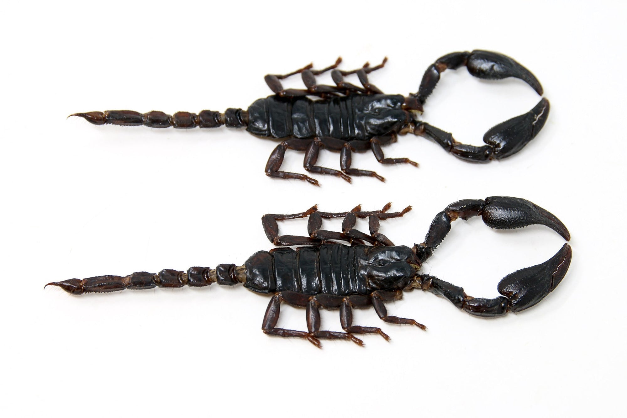 2 x Thai Black Scorpions (Heterometrus spinifer) SIZE M/L (120-160mm) A1 Entomology Specimens