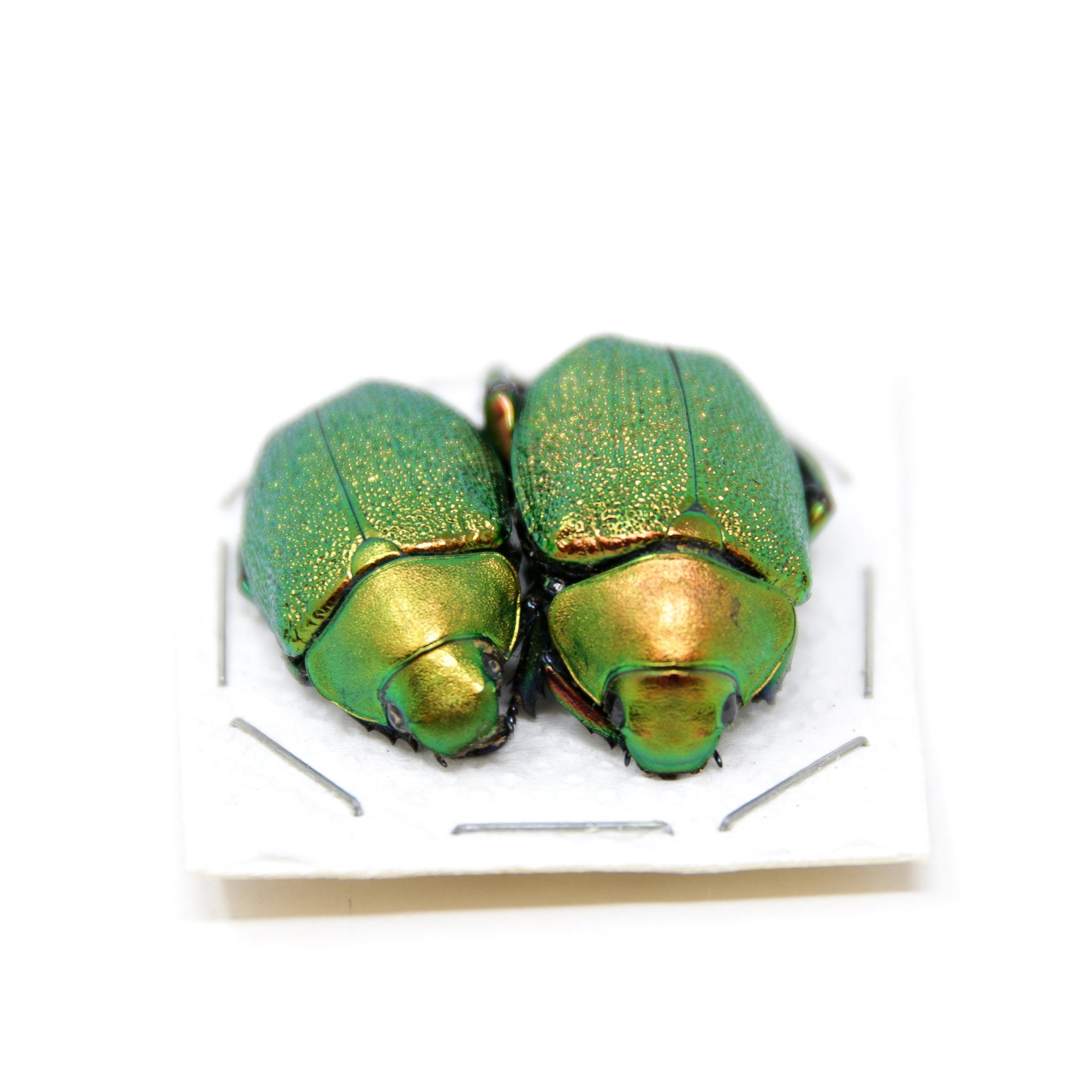A Pair of Jewel Scarabs (Chrysophora chrysochlora) PERU Real Insect Specimens | Unmounted Taxidermied Bugs