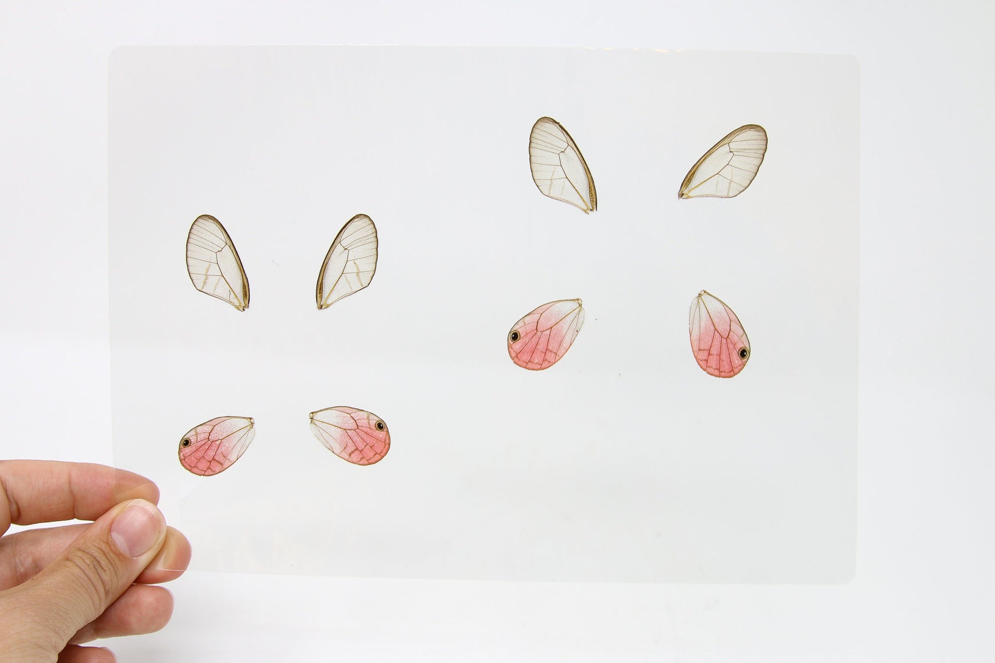Laminated Sheet of 8 Wings, Pink Clearwing Butterflies (Cithaerias aurorina), for Art and Craft Jewelery Making