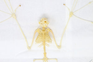 Minute Fruit Bat SKELETON (Cynopterus minutus) | A1 Spread Skeleton Specimen | Indonesia