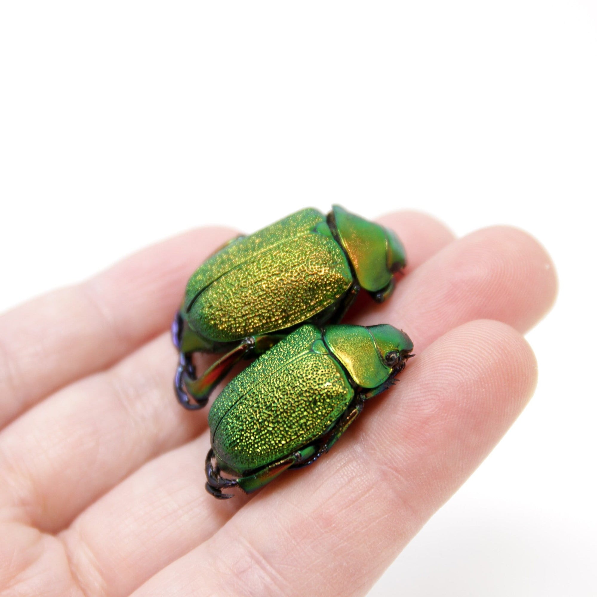 WHOLESALE 10 Pairs x Metallic Jewel Scarabs (Chrysophora chrysochlora) PERU