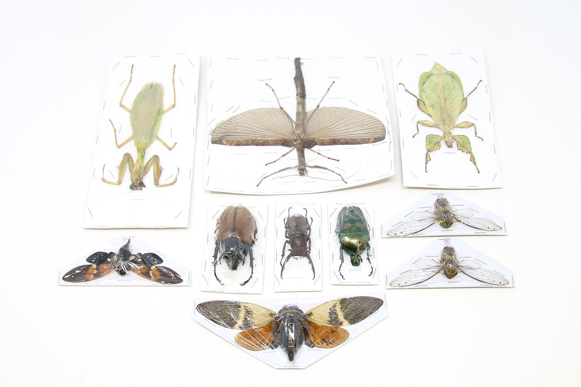 Mixed Assorted Insects Bug Collection, A1 Quality Real Dry-Preserved Specimens, Entomology Taxidermy Curiosities (LOT*006)
