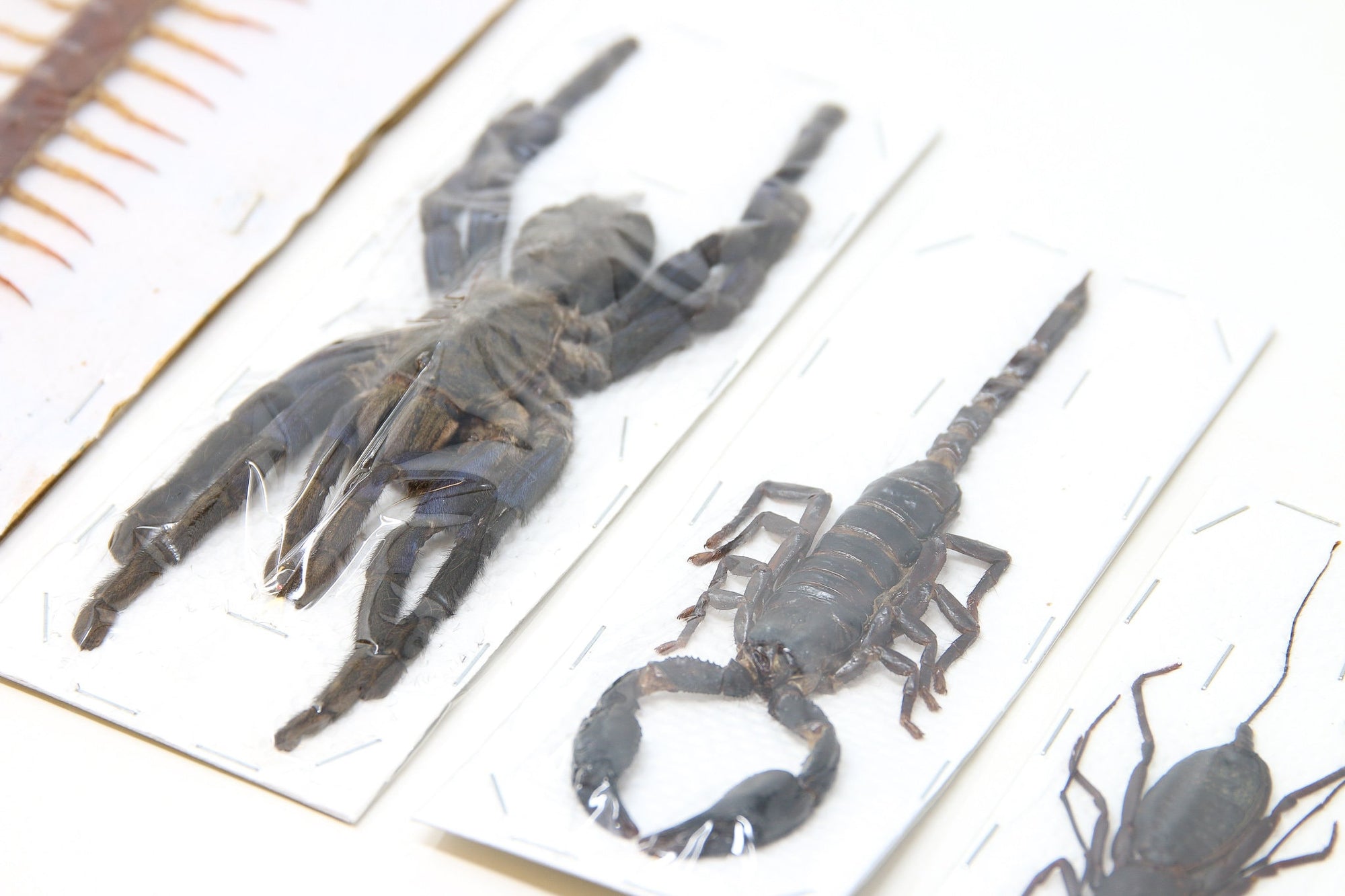 Arachnid Collection x Blue Bird-Eating Tarantula, Giant Forest Scorpion, Giant Centipede Scolopendra, Whip Scorpion | A1 Taxidermy Specimens
