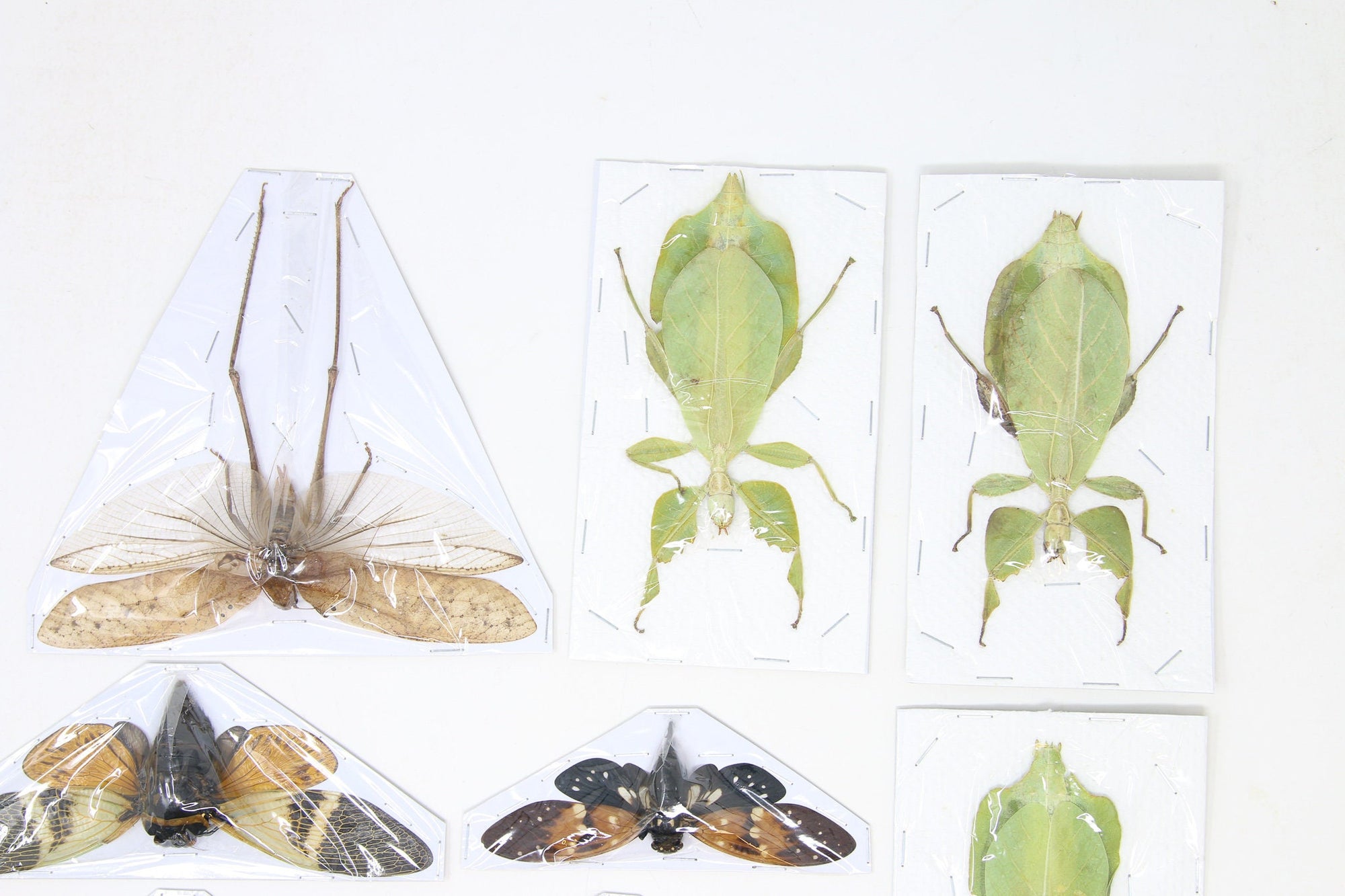 Mixed Assorted Insects Bug Collection, A1 Quality Real Dry-Preserved Specimens, Entomology Taxidermy Curiosities (LOT*008)