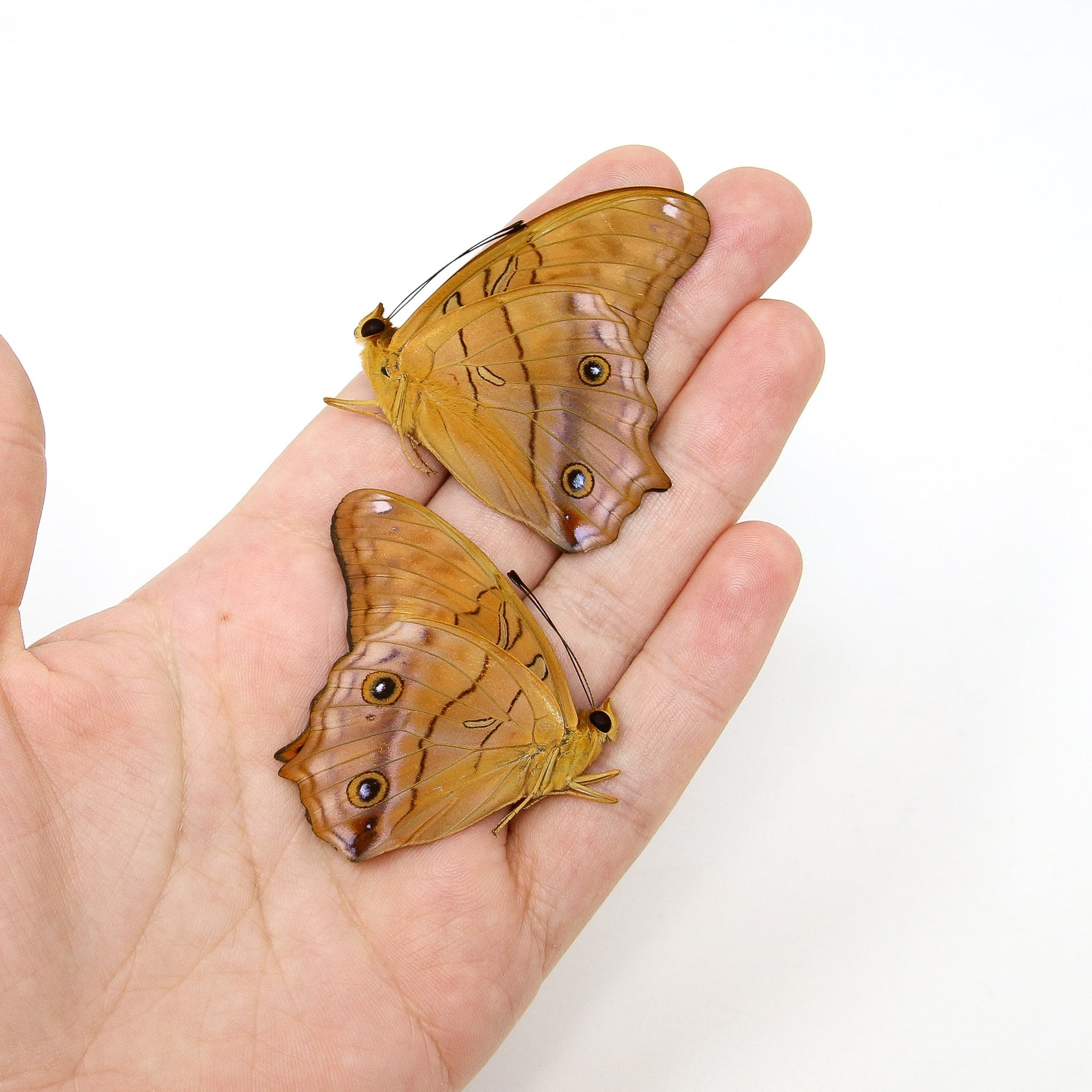 Two (2) Vindula arsinoe, The Cruiser, A1 Real Dry-Preserved Unmounted Butterflies, Entomology Taxidermy Specimens