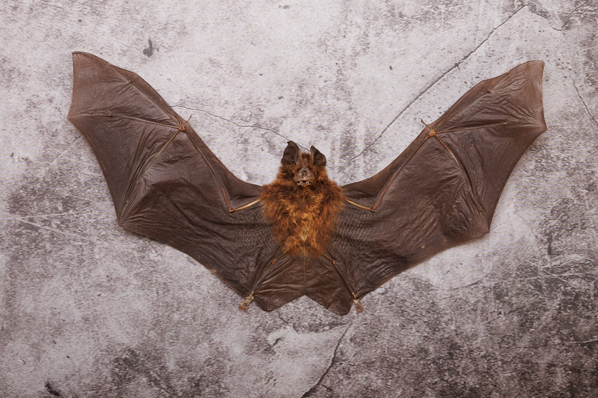 Great Woolly Horseshoe Bat (Rhinophus lectus) | A1 Dry-preserved Specimen 8 Inch Wingspan (Non-CITES)