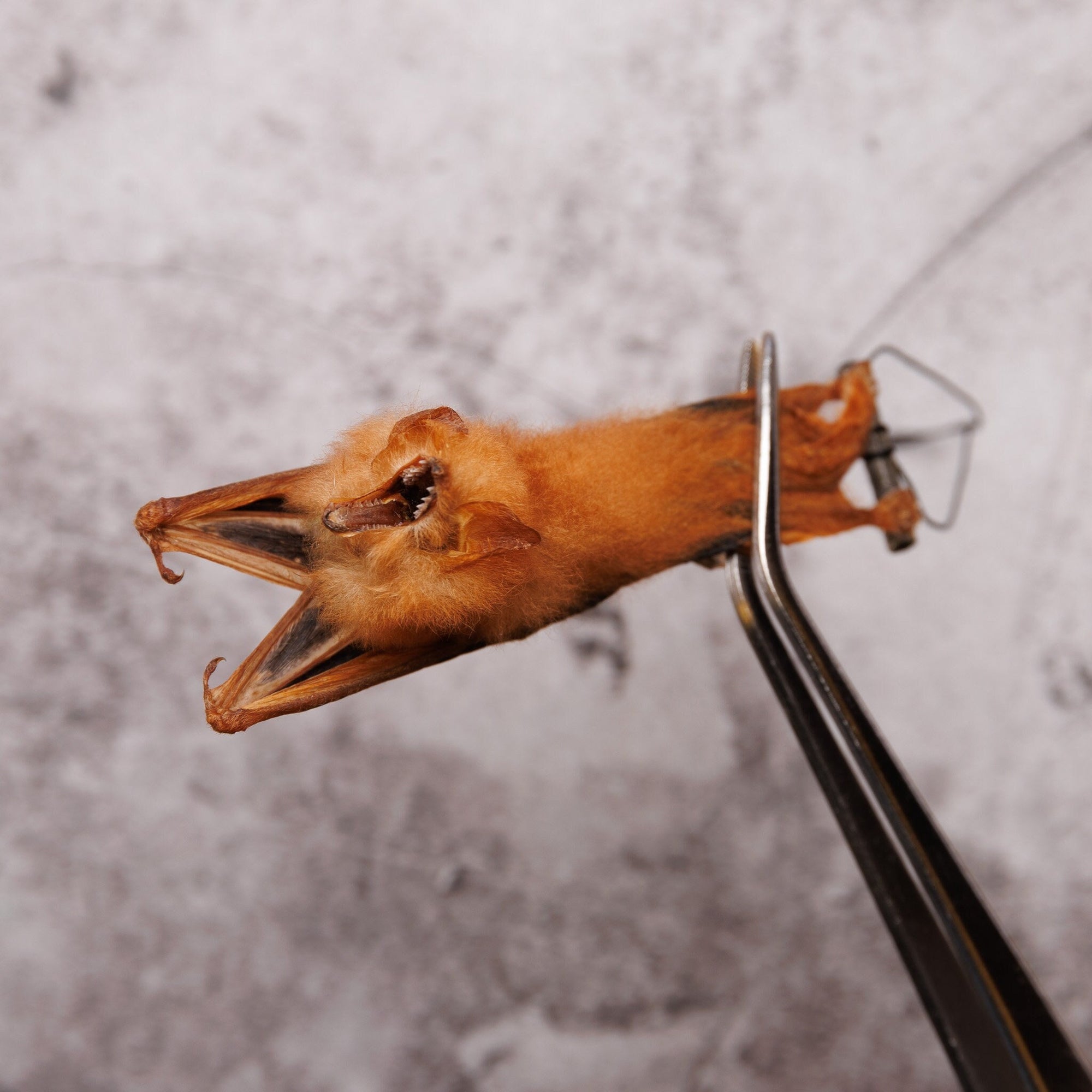 Fire Bat HANGING Mount (Kerivoula picta) | 3.5 Inch Dry-Preserved Taxidermy (Non-CITES)