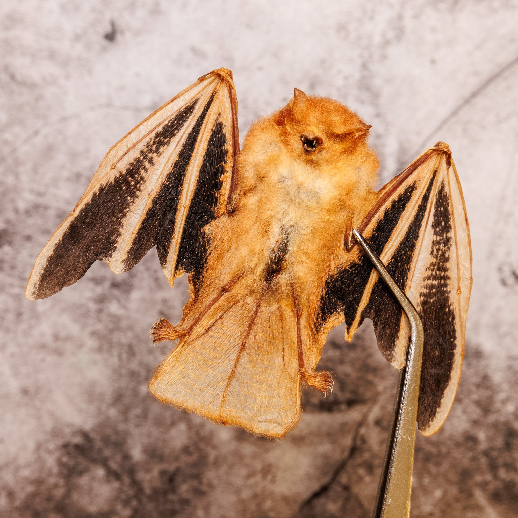 THREE (3) Fire Bats Folded Wings (Kerivoula picta) | 4 Inch Wingspan Dry-Preserved Taxidermy (Non-CITES) Ideal for Artistic Creation