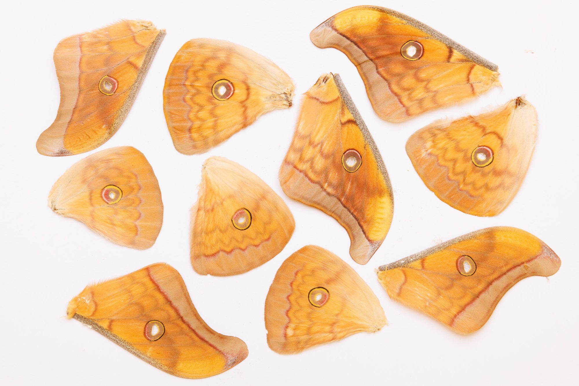 10 Silk Moth Wings (Antheraea frithi) Real Insects for Artistic Creation