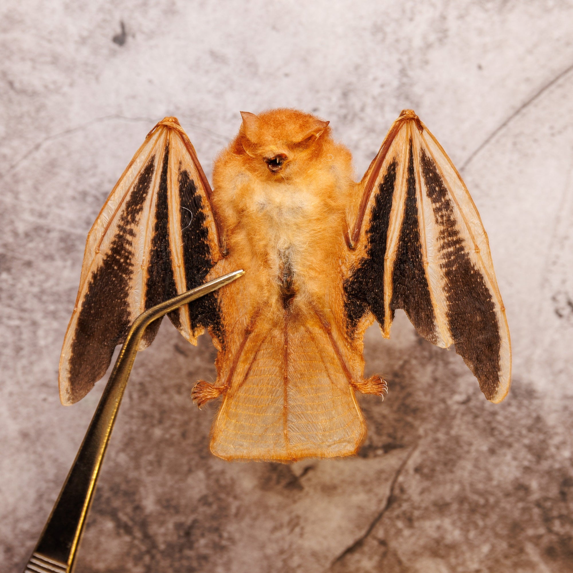 Fire Bat Folded Wings (Kerivoula picta) | 4 Inch Wingspan Dry-Preserved Taxidermy (Non-CITES)