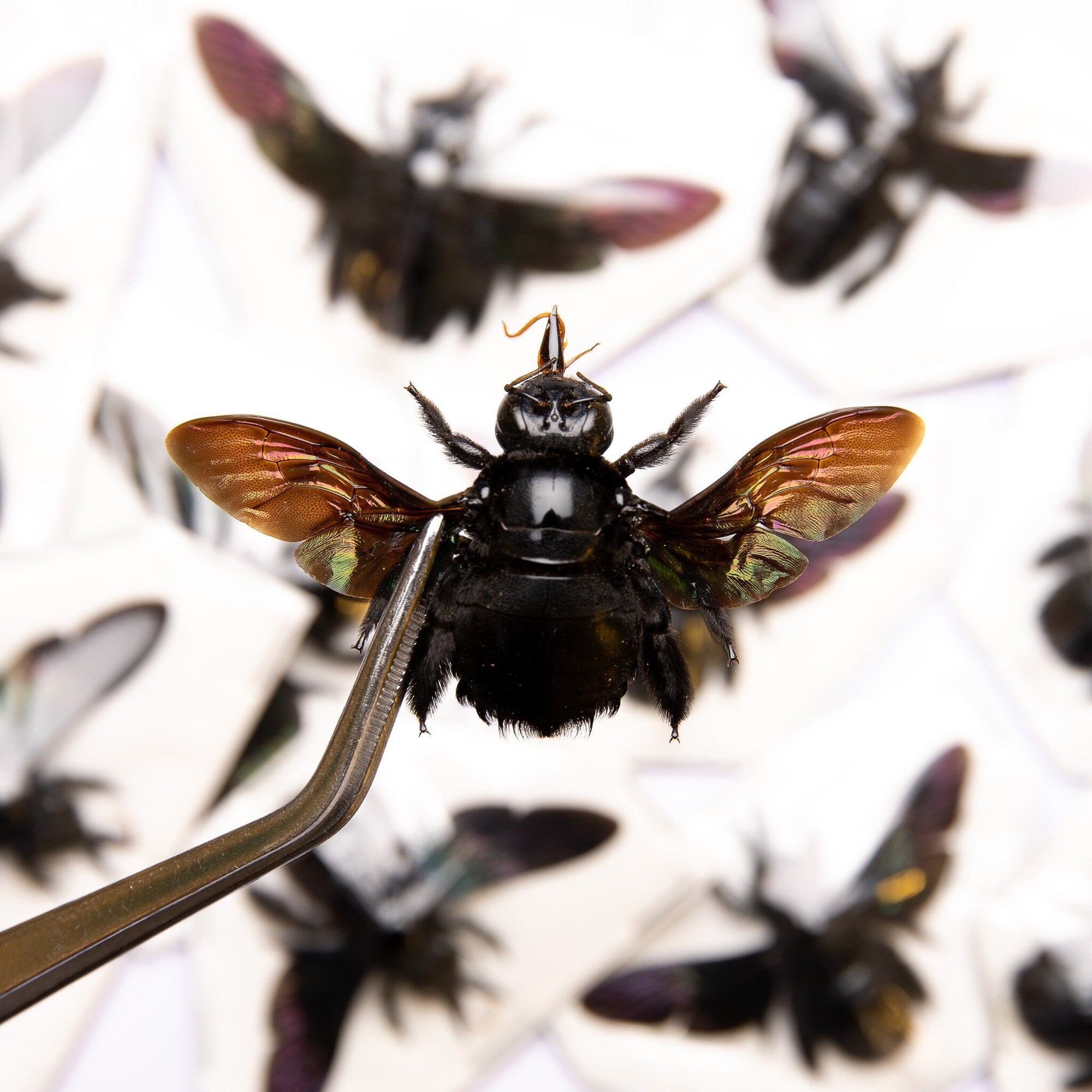 Pack of 10 Giant Black Carpenter Bees (Xylocopa latipes) | A1 Spread Specimens | Dry-preserved Taxidermy