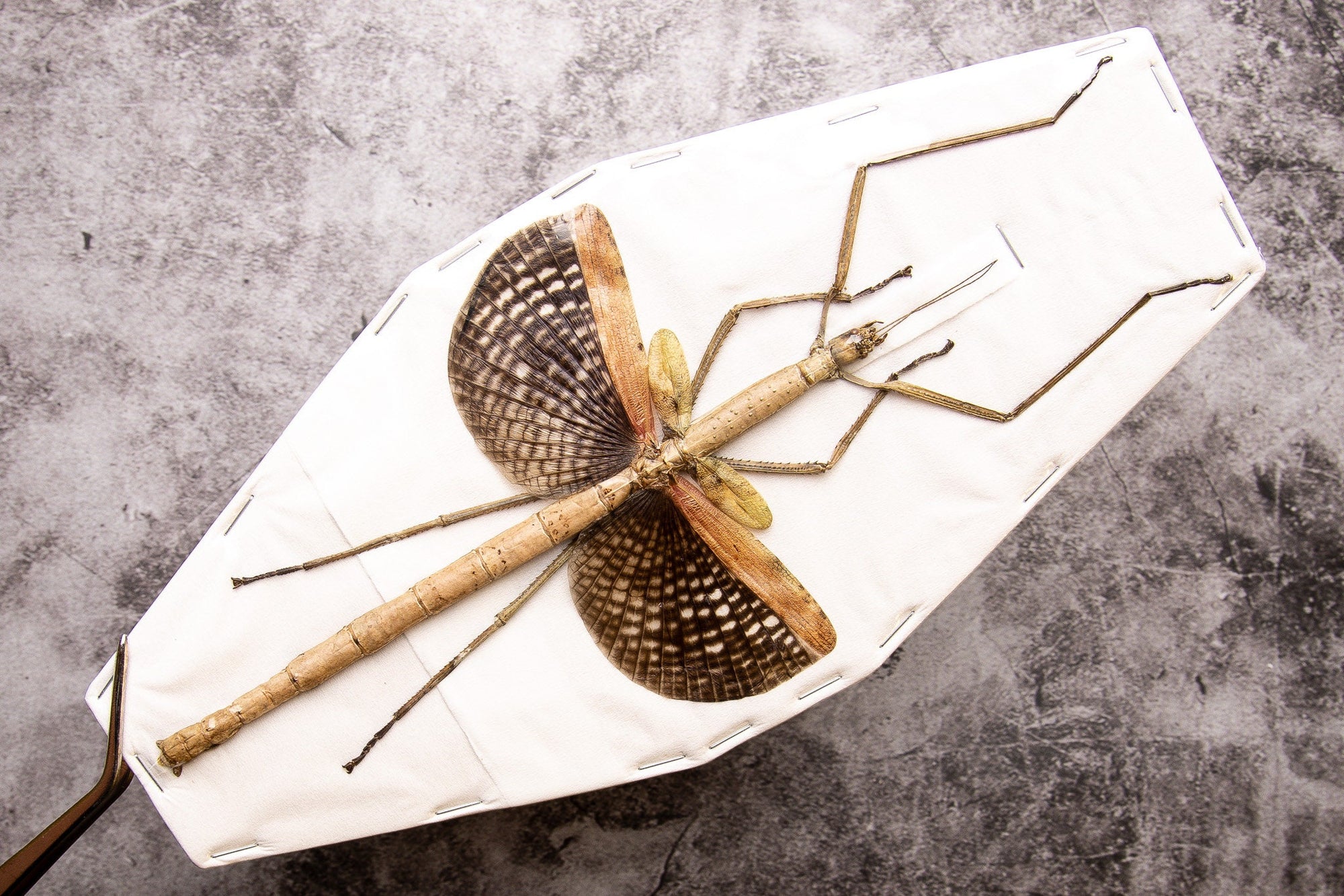 2 x Buru Giant Stick Insect (Anchiale buruense) 17cm+ A1 Real Entomology Taxidermy Specimen from Indonesia