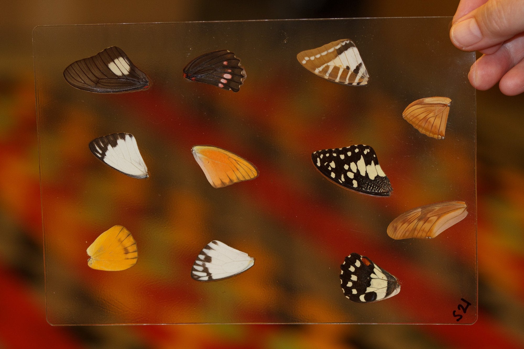 Butterfly Wings GLOSSY LAMINATED SHEET Real Ethically Sourced Specimens Moths Butterflies Wings for Art -- S21