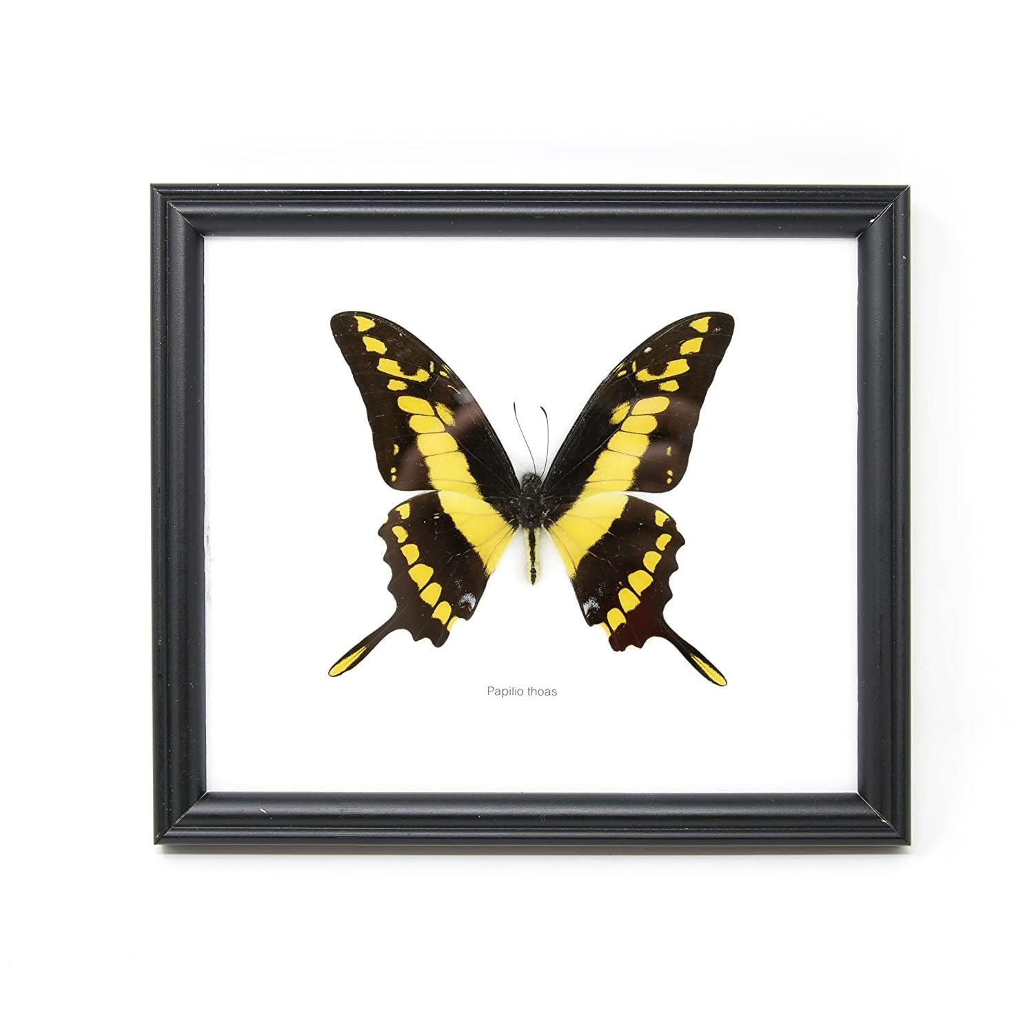 THE KING SWALLOWTAIL BUTTERFLY (Papilio thoas), Wall Hanging Frame 8 x 7 In. Gift Boxed