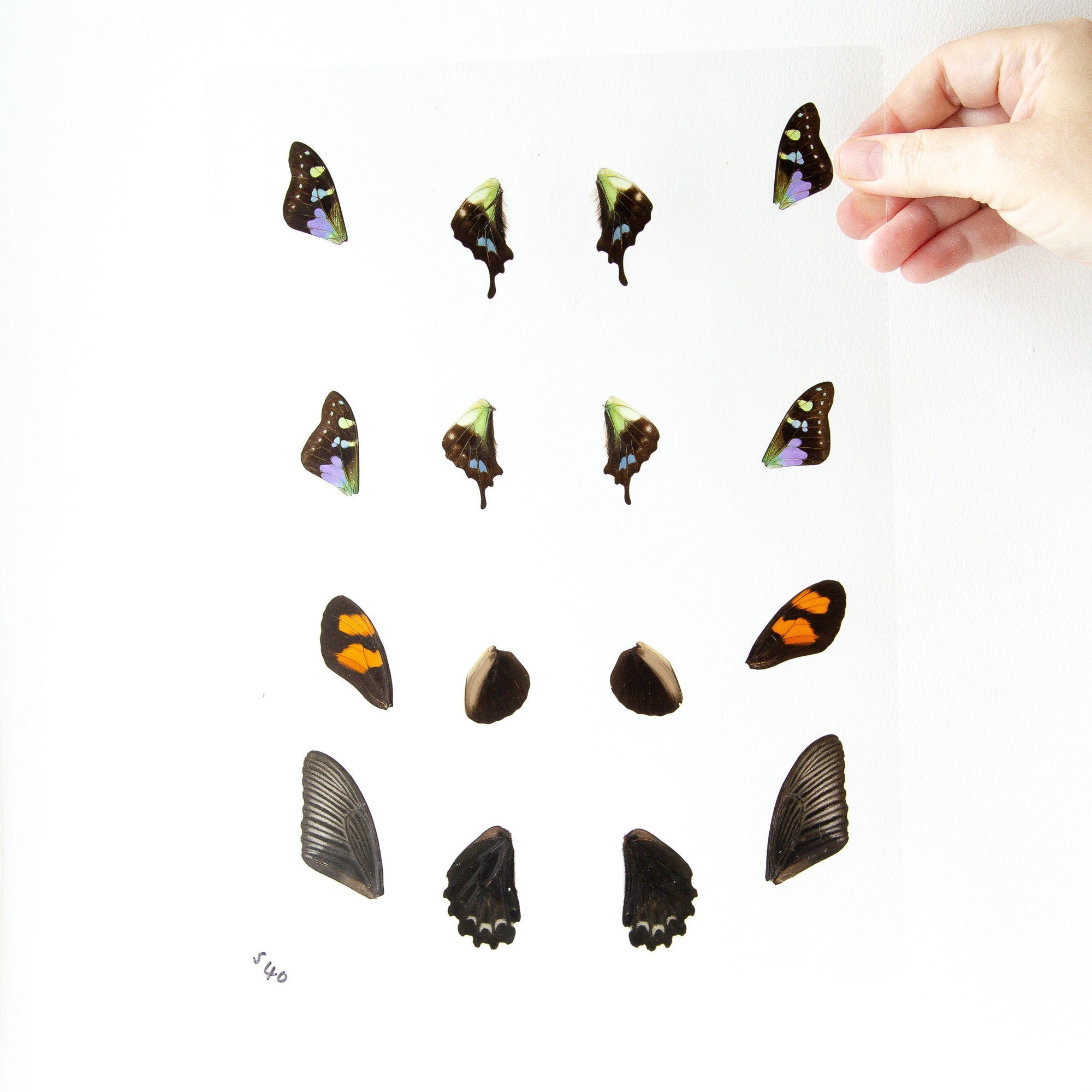 Butterfly Wings GLOSSY LAMINATED SHEET Real Ethically Sourced Specimens Moths Butterflies Wings for Art -- S40