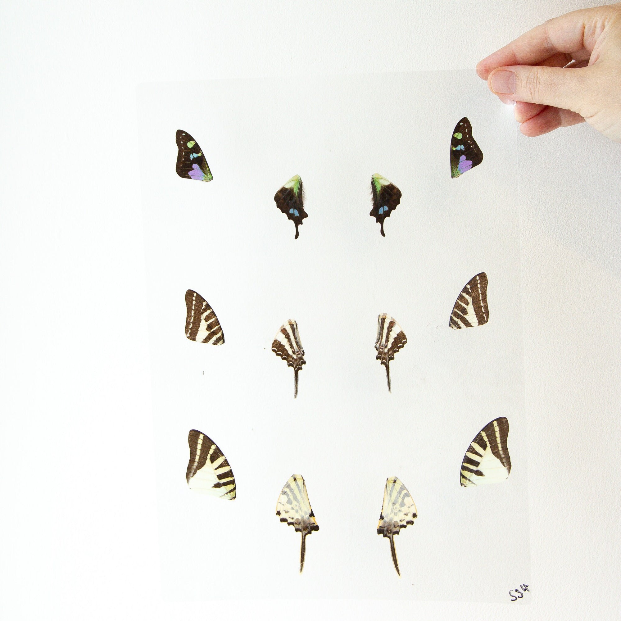 Butterfly Wings GLOSSY LAMINATED SHEET Real Ethically Sourced Specimens Moths Butterflies Wings for Art -- S34