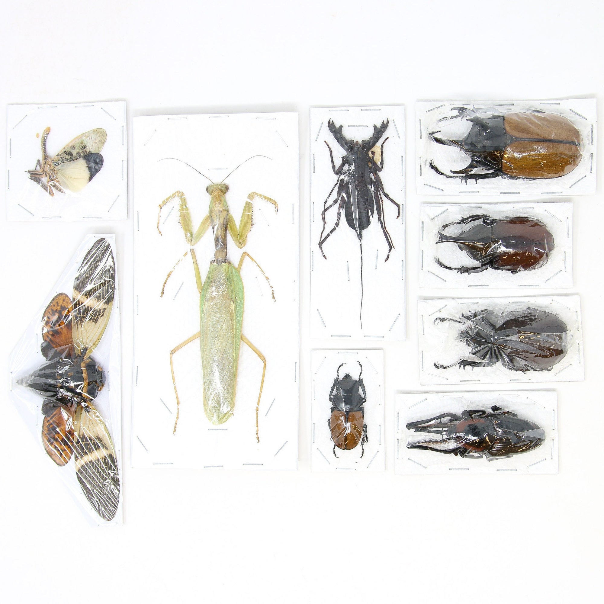 Assorted Entomolgy Specimens (Thailand) A1 Unmounted Dried Insect Collection, LOT*056