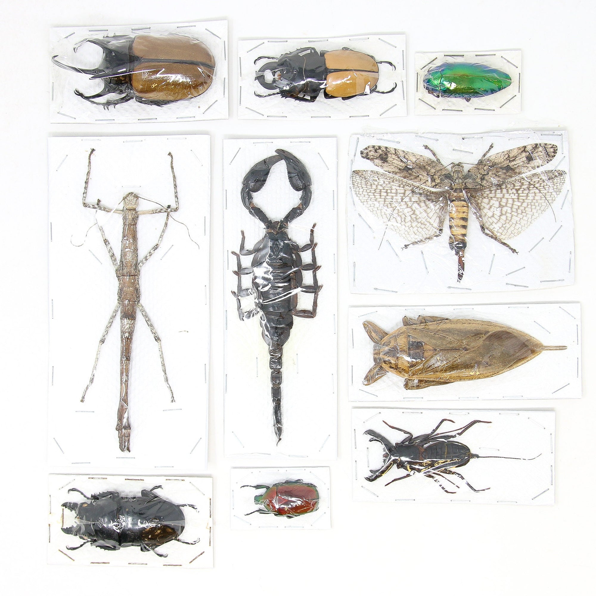 Assorted Entomolgy Specimens (Thailand) A1 Unmounted Dried Insect Collection, LOT*054
