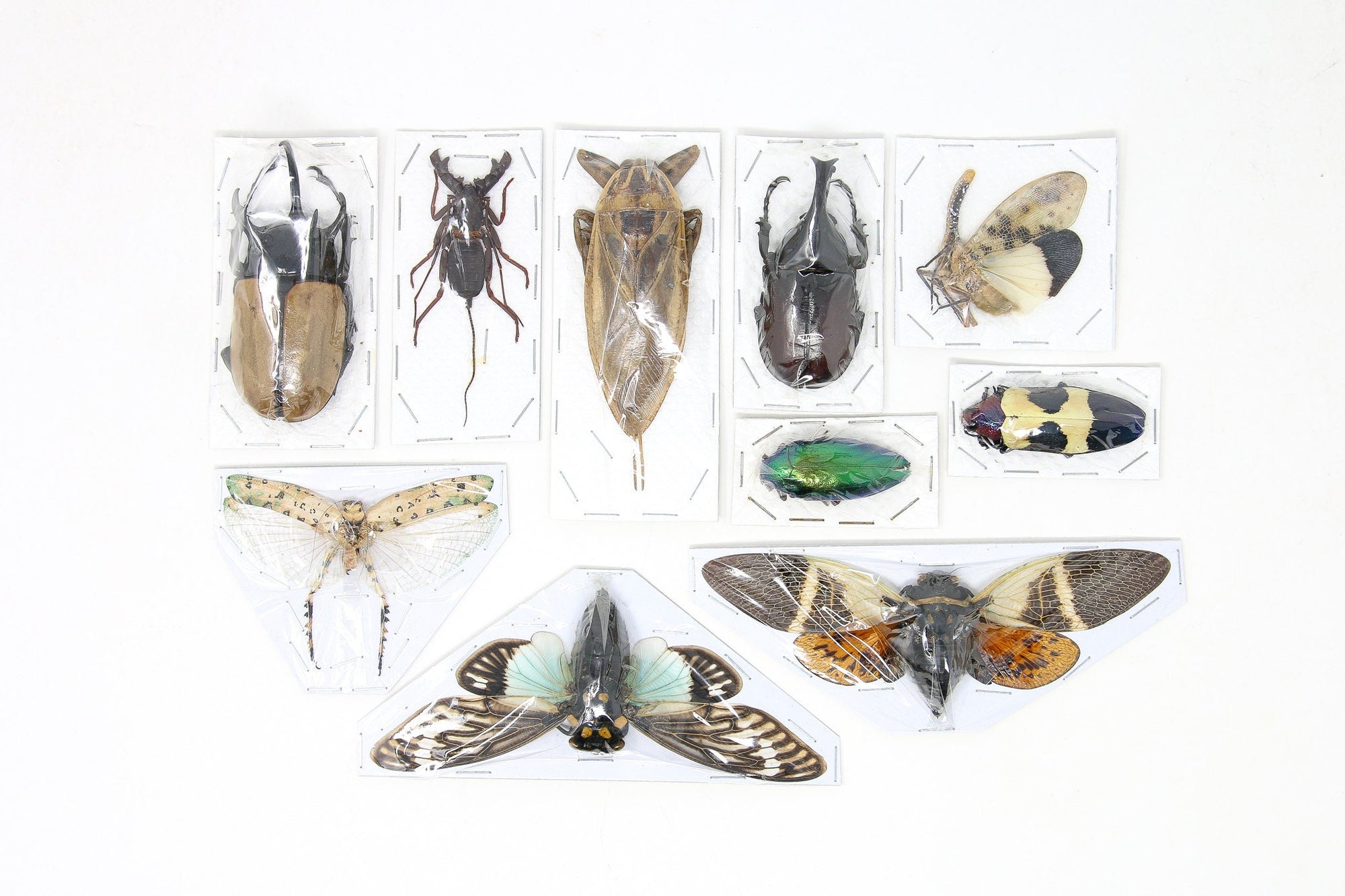 Assorted Entomolgy Specimens (Thailand) A1 Unmounted Dried Insect Collection, LOT*052
