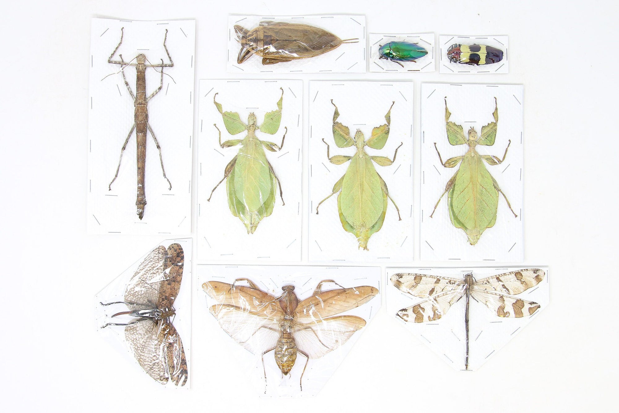 Assorted Entomolgy Specimens (Thailand) A1 Unmounted Dried Insect Collection, LOT*045