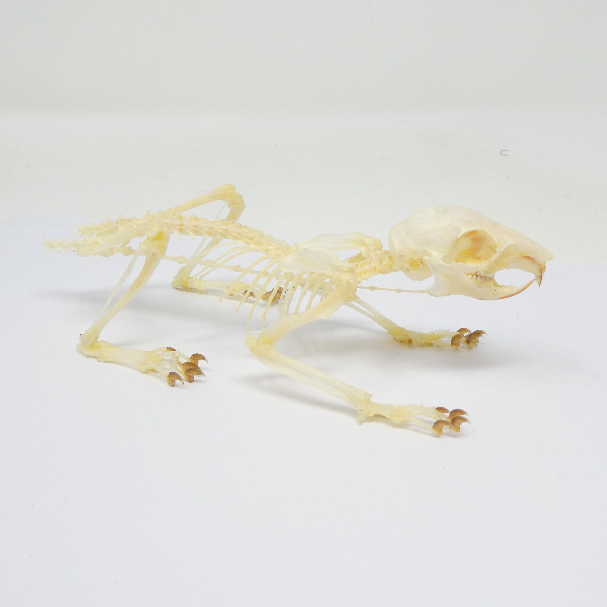 Oriental Squirrel Skeleton (Callosciurus notatus) | A1 Specimen Taxidermy Ideal for Framing, Collecting, Gift