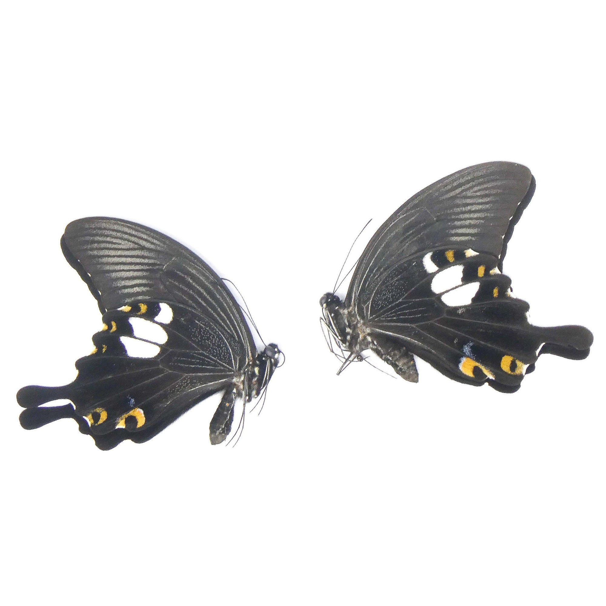 TWO (2) Papilio sataspes sataspes, A1 Real Dry-Preserved Butterflies, Unmounted Specimens