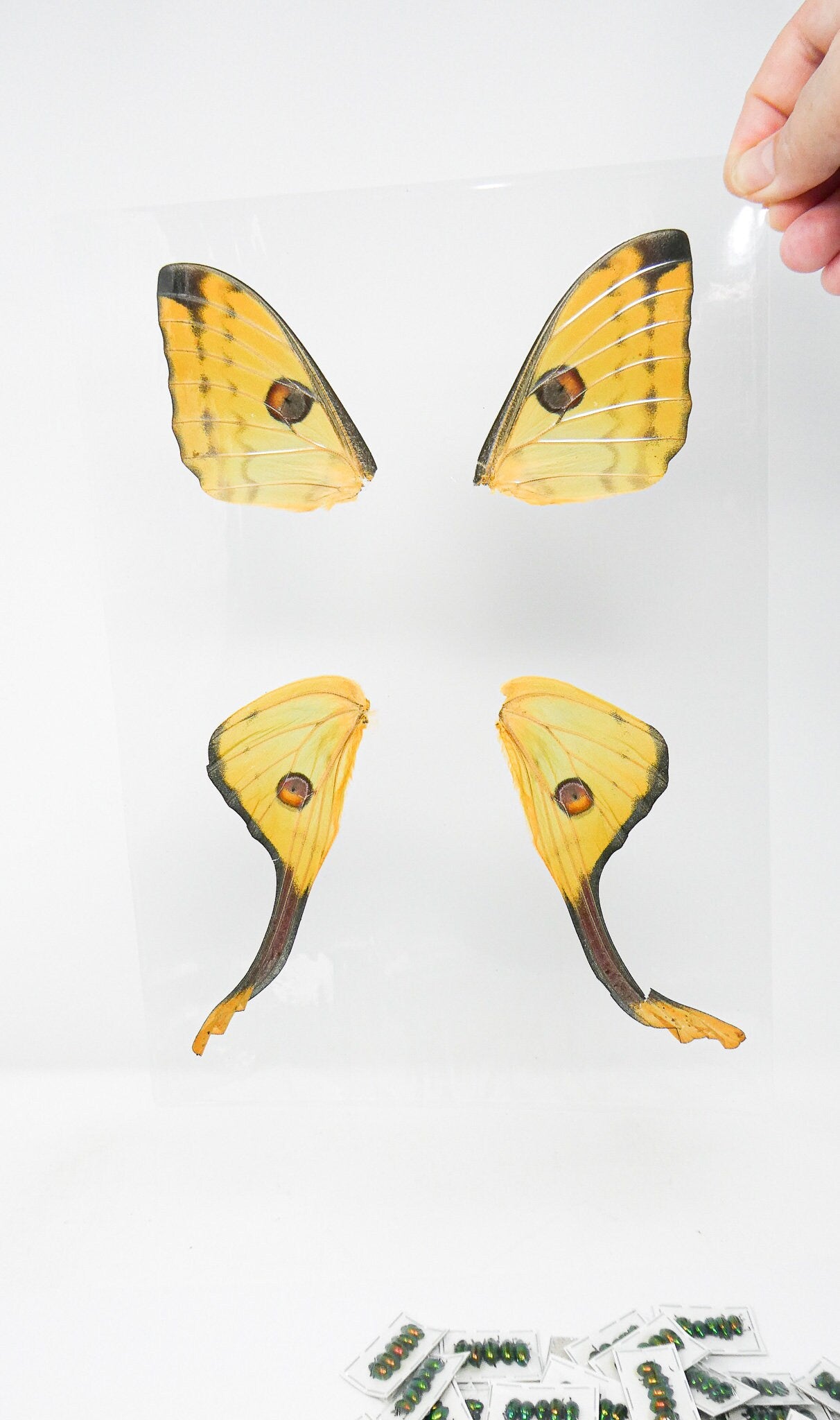 Laminated Madagascan Moon Moth Wings for Art and Craft Projects, Ethically Sourced Real Specimens