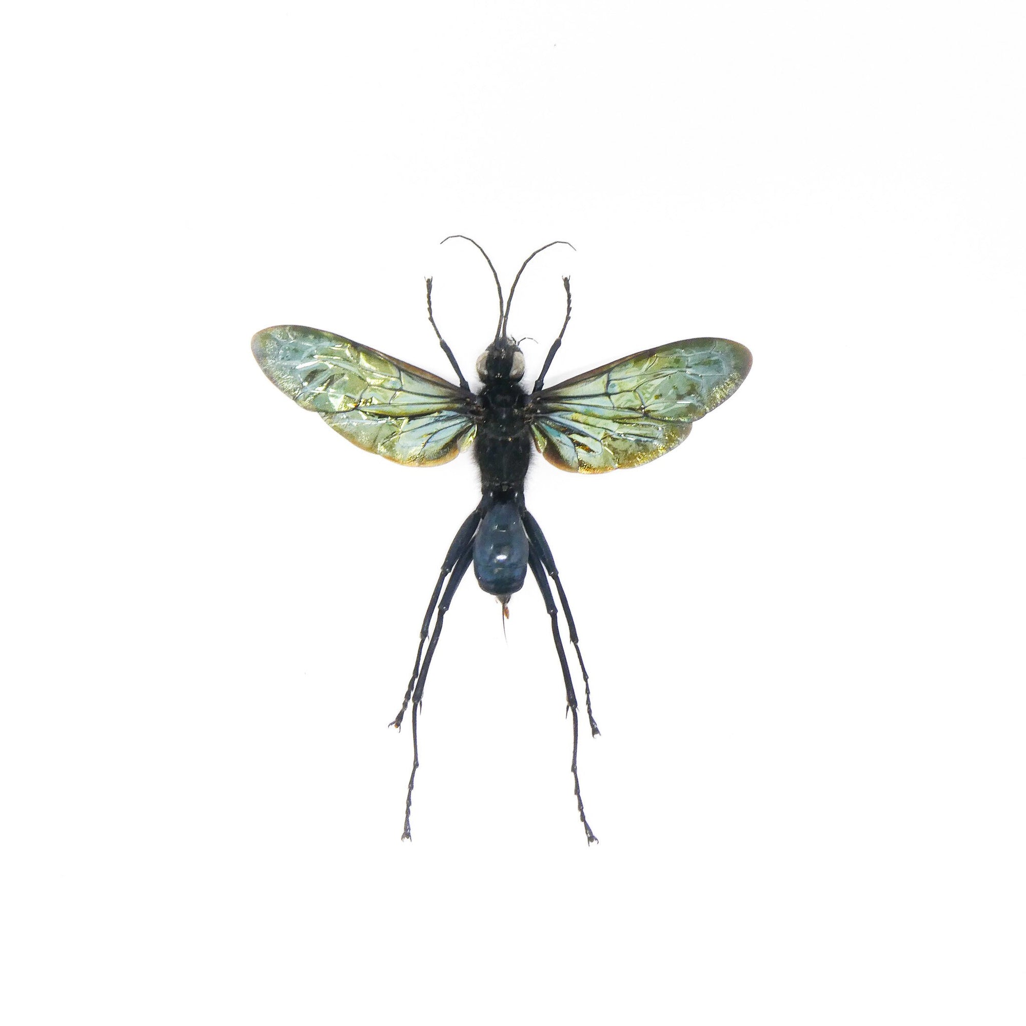 Macromeris iridipennis (Spread) A1 Specimens 120mm Wingspan