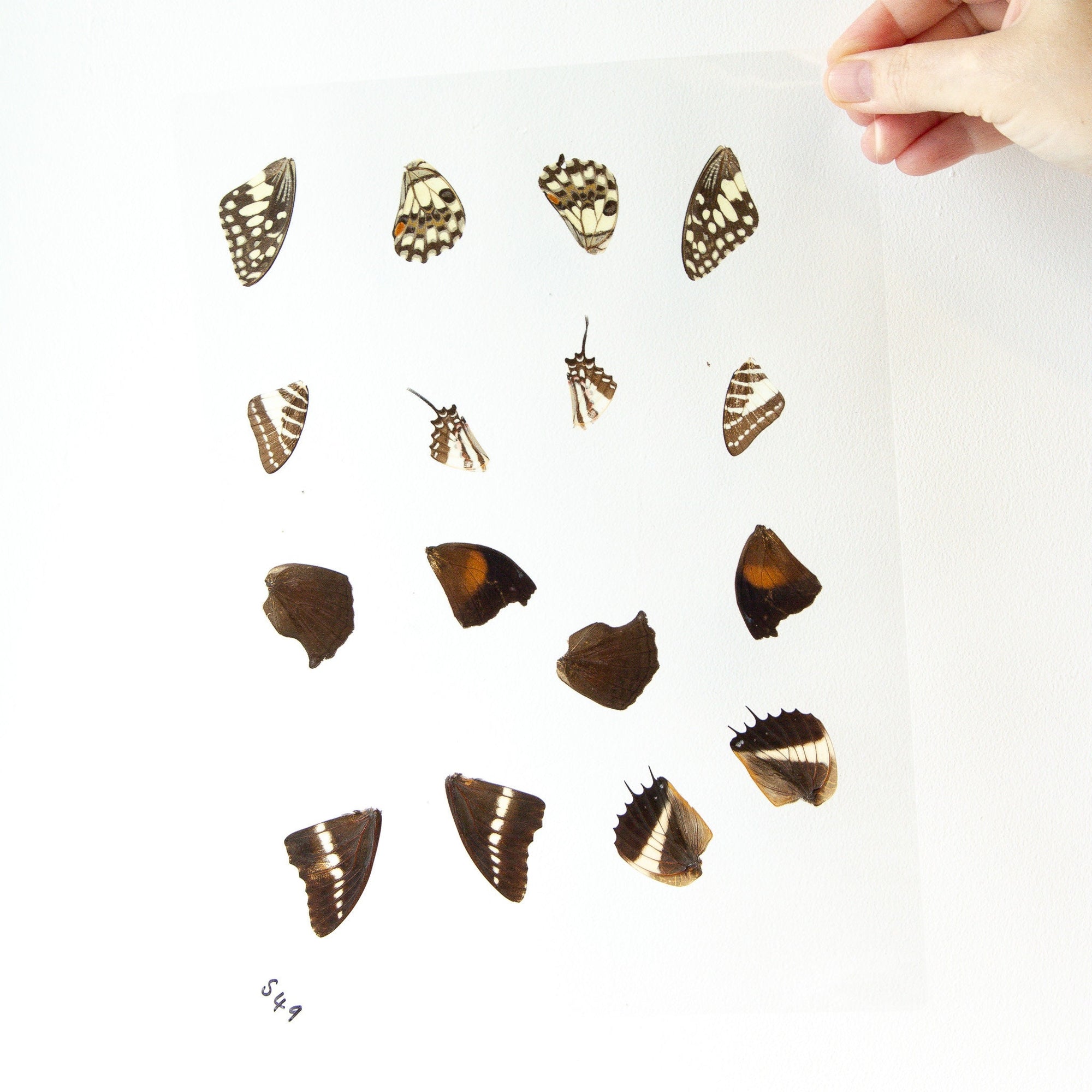 Butterfly Wings GLOSSY LAMINATED SHEET Real Ethically Sourced Specimens Moths Butterflies Wings for Art -- S49